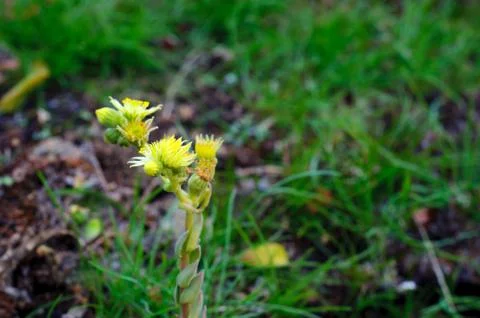 Yellow hare cabbage flower Stock Photos