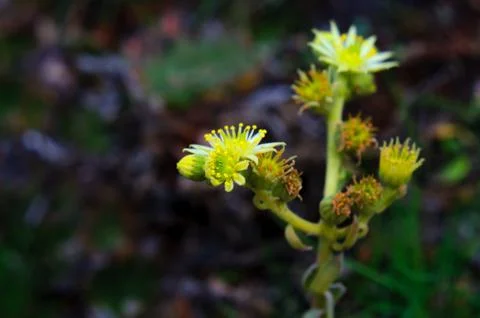 Yellow hare cabbage flower Stock Photos