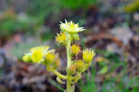 Yellow hare cabbage flower Stock Photos