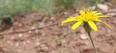 Yellow hawkweed flower in the wind. Stock Footage 335771486
