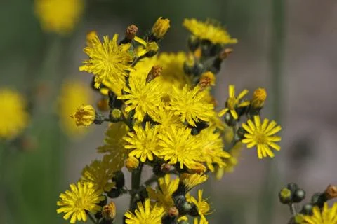 Yellow Hawkweed Stock Photos