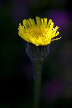 Yellow Hawkweed Stock Photos
