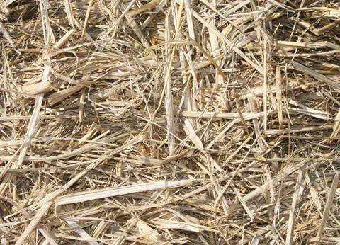 Yellow hay background Foto stock