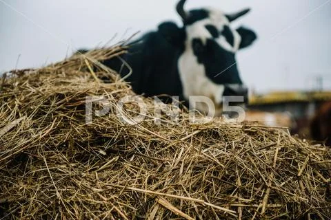 Yellow hay is lying on the ground Stock Photos