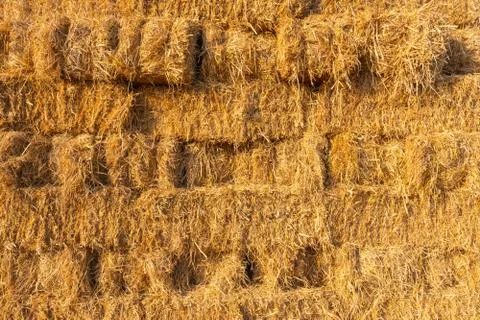 Yellow hay texture background Stock Photos