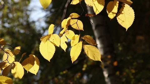 Yellow hazel nut tree Stock Footage 104581781