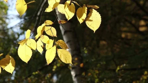Yellow hazel tree copyspace Stock Footage 104582730