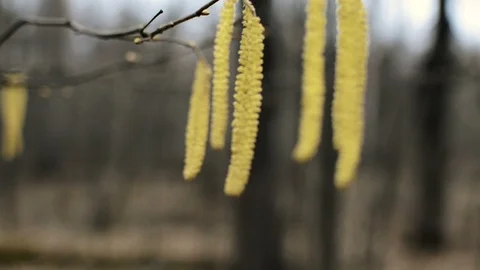 Yellow hazelnut aglets Stock Footage 106348825