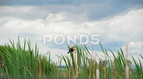 Yellow Head and Cattails Stock Photos