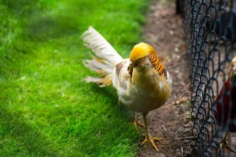With a yellow head bird Stock Photos
