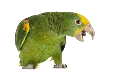 Yellow-headed Amazon (6 months old), isolated on white Stock Photos
