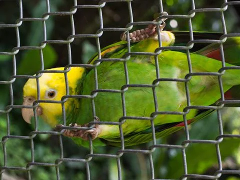 Yellow-headed amazon in captivity inside a cage standing on a fence of its ca 스톡 사진
