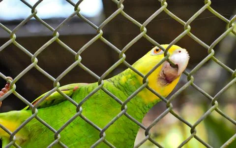 Yellow-headed amazon in captivity inside a cage biting on a fence of its cage Stock Photos