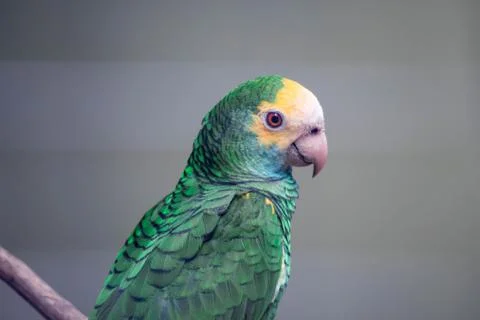 Yellow-headed amazon close up. A close up view of the head and shoulders of a Stock Photos