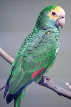 Yellow-headed amazon close up. A close up view of the head and shoulders of a Stock Photos