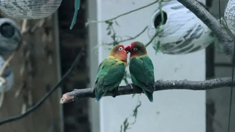 Yellow-headed Amazon parrot kiss another parrot Stock-Footage 73199785