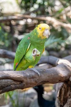 Yellow-headed Amazon parrot perched on branch at Guadalajara Zoo, Mexico Stock Photos