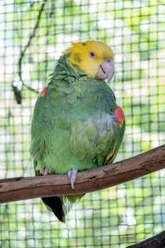 Yellow-headed Amazon parrot perched on branch at Guadalajara Zoo Stock Photos