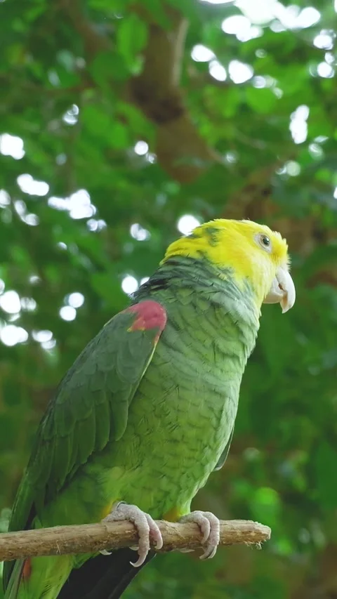 Yellow-headed amazon parrot perching on a branch Stockbeeldmateriaal 327110953