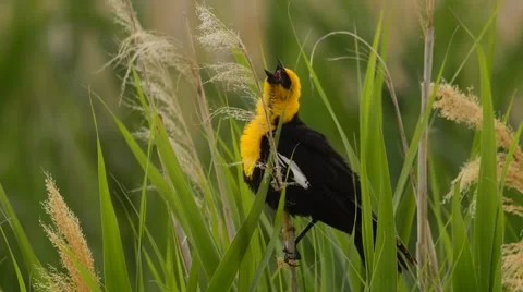 Yellow-headed Black Bird calling Stock Footage 58654724