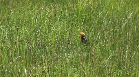Yellow headed black bird  Video stock 332491