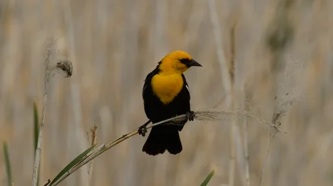Yellow-headed Black Bird Stock Footage 58654283