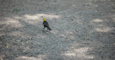 Yellow Headed Black Bird on the Ground and Flys Away Stock Footage 329348189