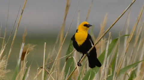 Yellow-headed Black Bird perched Stock Footage 58654067
