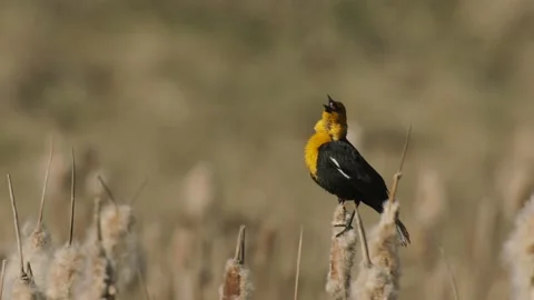 Yellow-headed Blackbird in breeding behavior sings and displays from a cattai Stock Footage 152804257