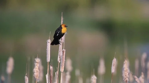 Yellow Headed Blackbird Calling Stock Footage 129581797