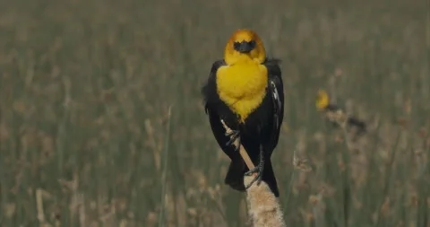 Yellow-headed blackbird on cattail in marsh, slomo, 4k Stock Footage 243774544