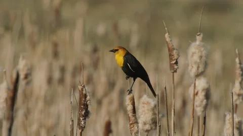 Yellow-headed blackbird, cattail in spring flies toward camera, exit slo-mo, 4k Stock Footage 152905166