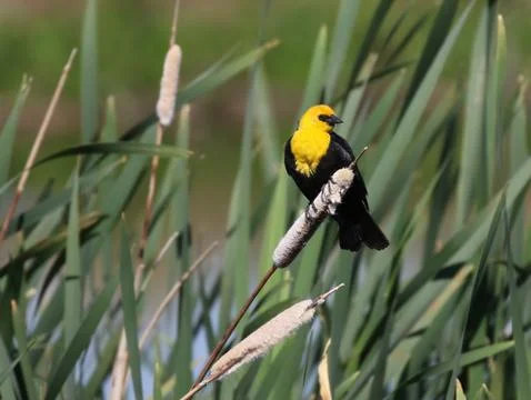 Yellow-headed Blackbird on Cattails Stock Photos