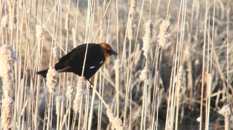 Yellow-headed Blackbird Stock Footage 2728241
