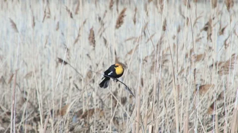 Yellow-headed blackbird Stock Footage 2770004