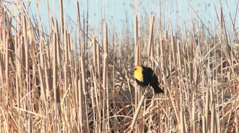 Yellow-headed Blackbird Stock Footage 2813992