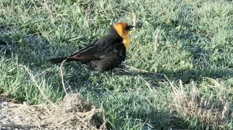 Yellow Headed Blackbird Stock Footage 11425262