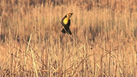 Yellow-headed Blackbird Stock Footage 11701982