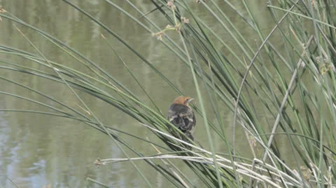 Yellow-headed blackbird Stock Footage 24866470