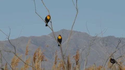 Yellow-headed Blackbird Stock Footage 106116307