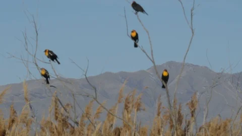 Yellow-headed Blackbird Stock Footage 106119195