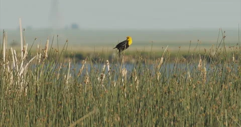 Yellow-headed blackbird, long shot in marsh reeds, slomo, 4k Stock Footage 243774501
