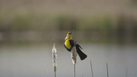 Yellow Headed Blackbird Perched in a Marsh Stock-Footage 159449511
