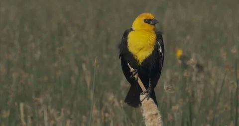 Yellow-headed blackbird perches on cattail in marsh, 4k slomo Stock Footage 243774568