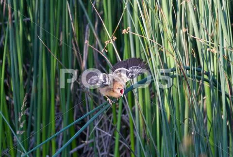 Yellow headed blackbird Stock Photos