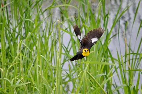 Yellow-headed Blackbird  Stock Photos