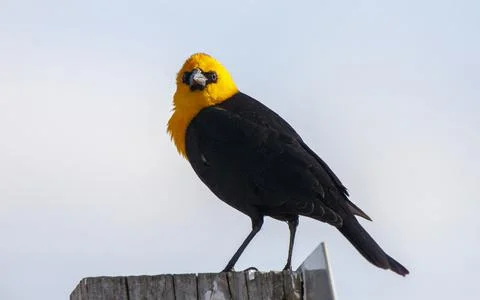 Yellow Headed Blackbird Stock Photos