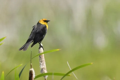 Yellow headed blackbird. Stock Photos