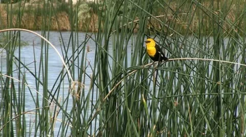 Yellow-Headed Blackbird on Reeds to Flight Stock Footage