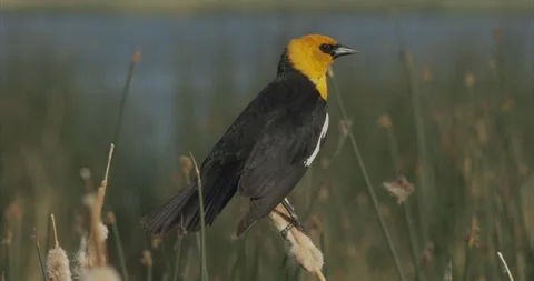 Yellow-headed blackbird, sideview, on reed in marsh, with audio, slomo, 4k Stock Footage 243774295